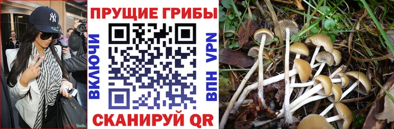 Галлюциногенные грибы Magic Shrooms  цена наркотик  мориарти какой сайт  Карачаевск  omg ссылки 